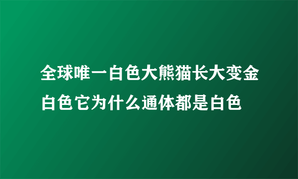 全球唯一白色大熊猫长大变金白色它为什么通体都是白色