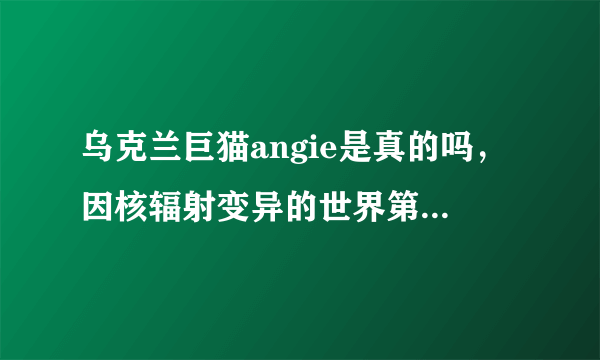 乌克兰巨猫angie是真的吗，因核辐射变异的世界第一巨猫(谣言)-飞外网