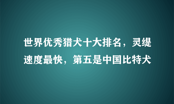 世界优秀猎犬十大排名，灵缇速度最快，第五是中国比特犬