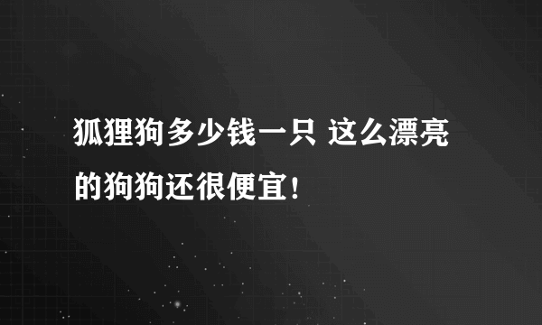 狐狸狗多少钱一只 这么漂亮的狗狗还很便宜！