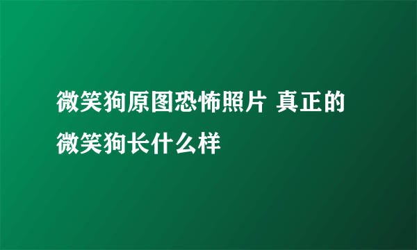 微笑狗原图恐怖照片 真正的微笑狗长什么样