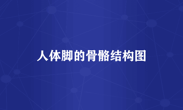 人体脚的骨骼结构图