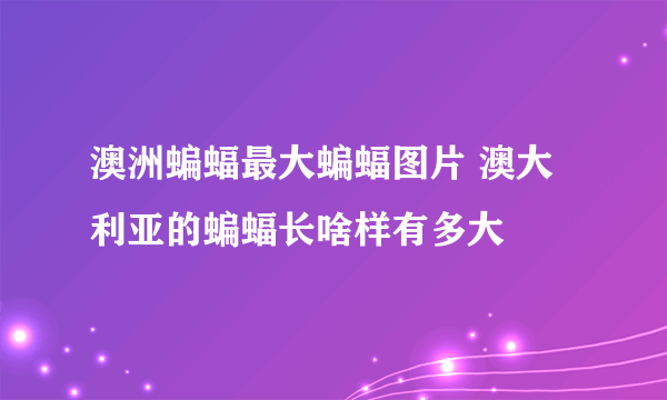 澳洲蝙蝠最大蝙蝠图片 澳大利亚的蝙蝠长啥样有多大