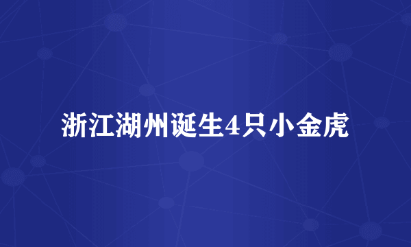 浙江湖州诞生4只小金虎