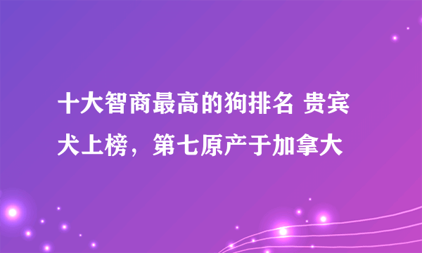 十大智商最高的狗排名 贵宾犬上榜，第七原产于加拿大