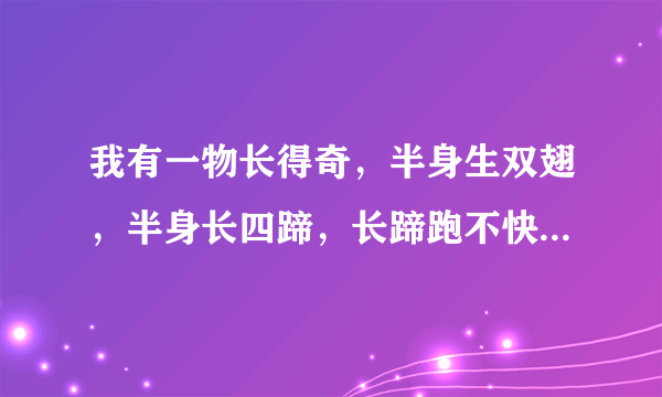 我有一物长得奇，半身生双翅，半身长四蹄，长蹄跑不快，长翅飞不好.打一字